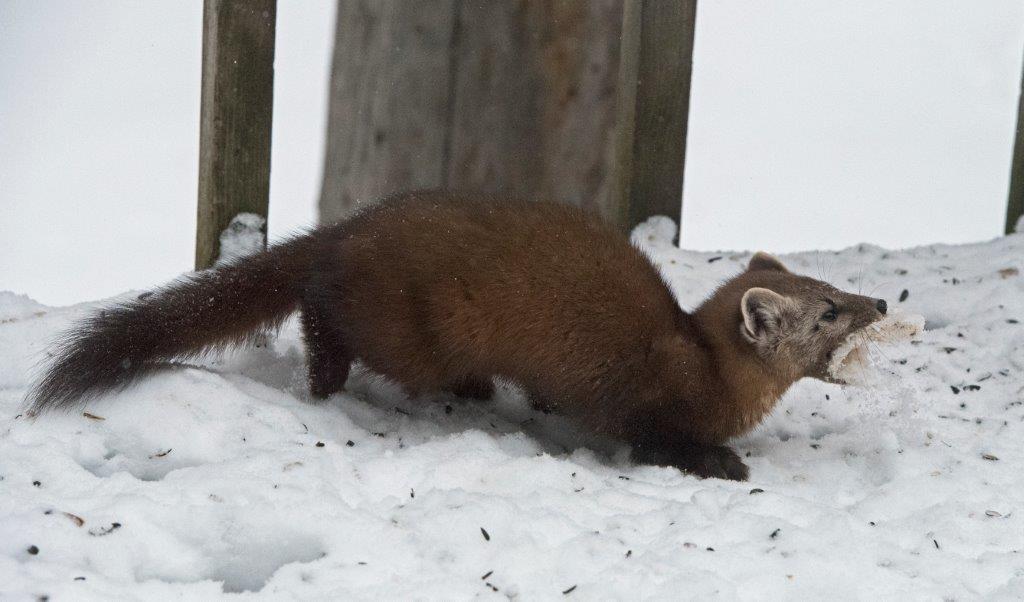 Pine marten with suet