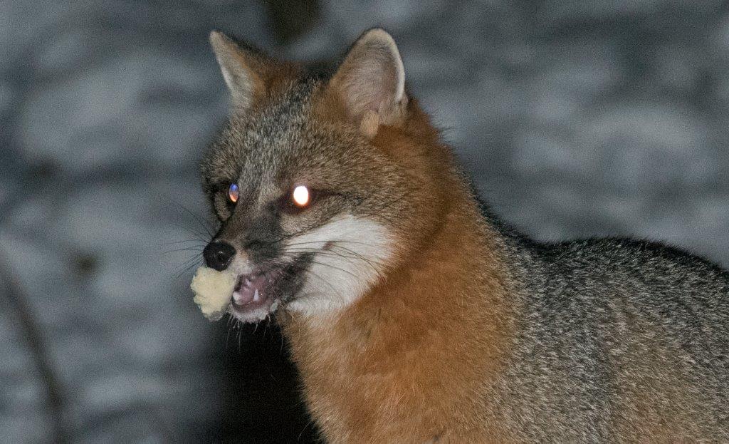 Gray fox eating chicken