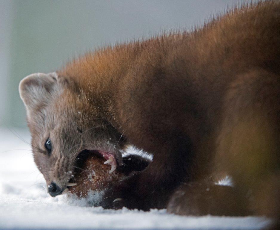 Pine marten with date mash