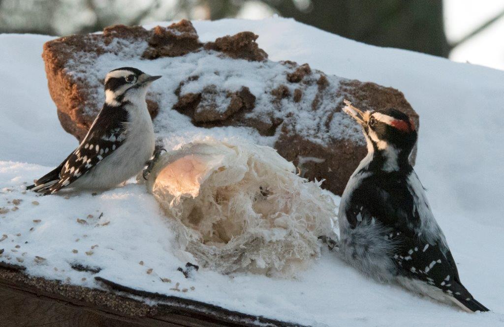 Downy and Hairy woodpecker