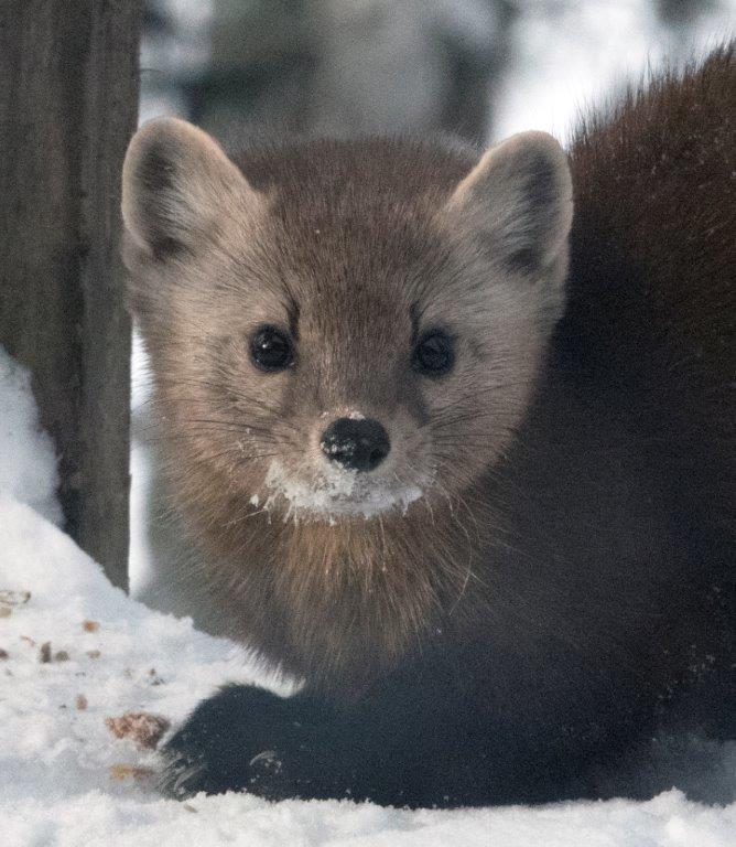 Pine marten