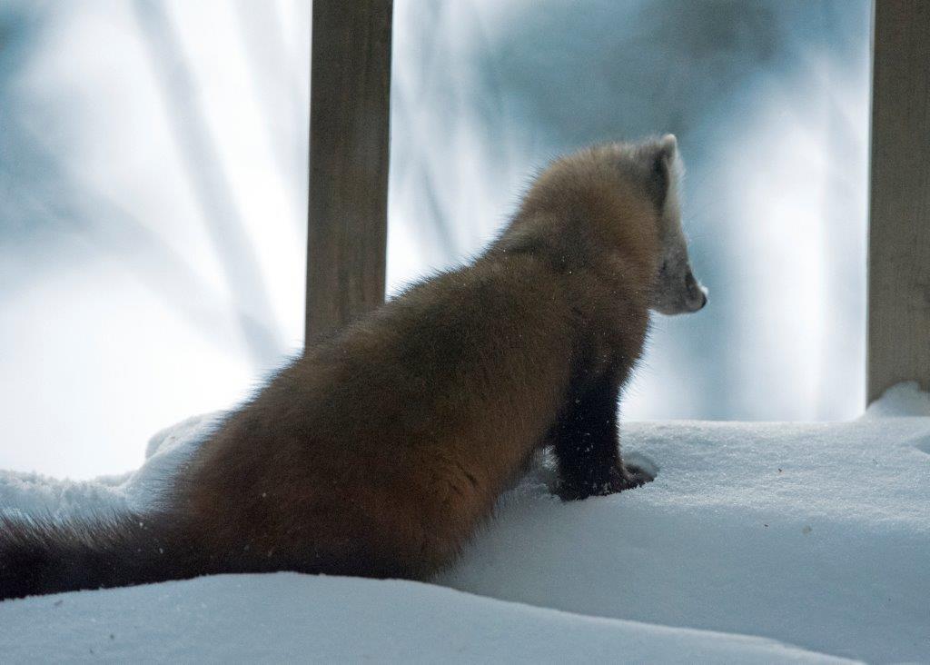 Pine marten female