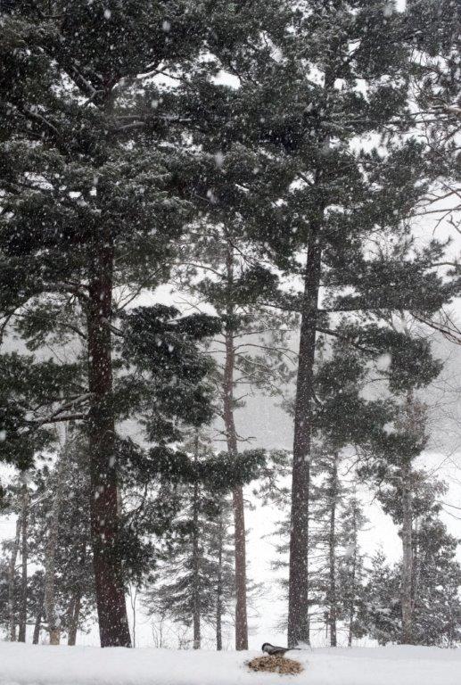 Large beautiful flakes