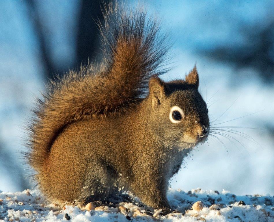Red squirrel