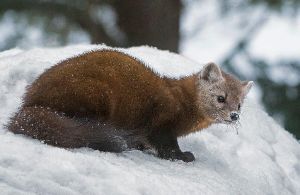 Pine marten