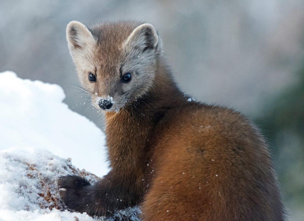 Pine marten