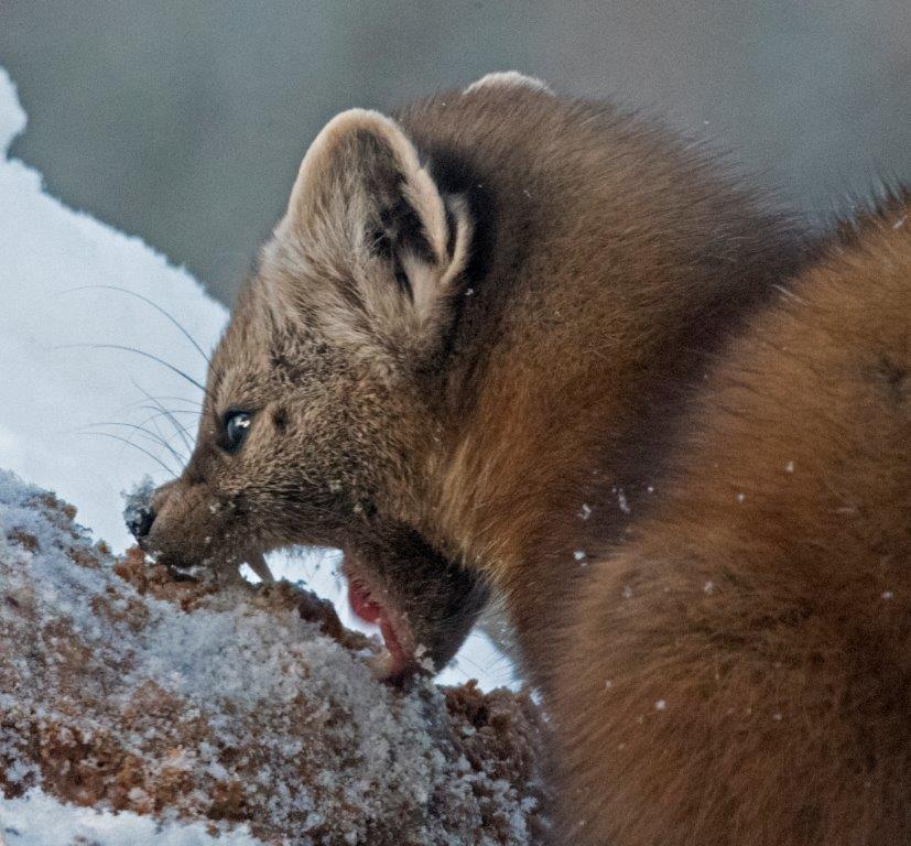 Pine marten biting frozen date mash