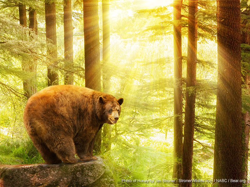 Honey memorial photo cropped