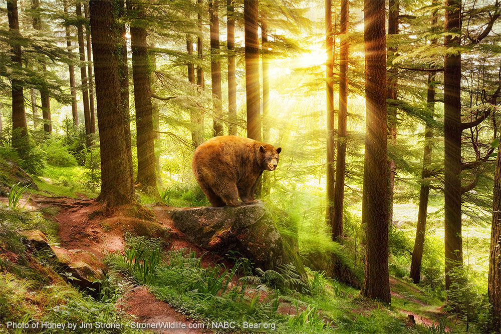 Honey memorial photo