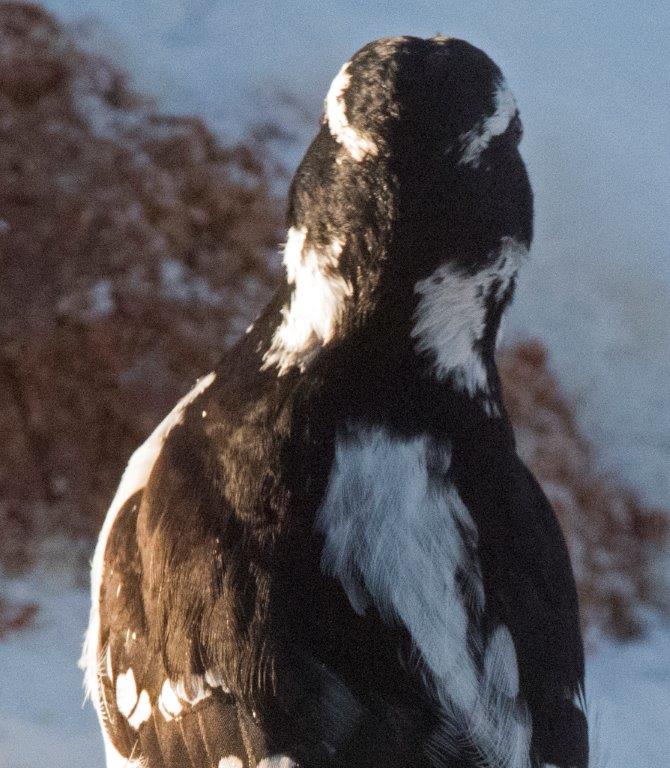 Hairy woodpecker female