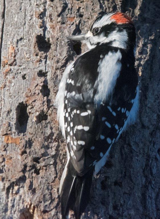 Hairy woodpecker male by holes in tree