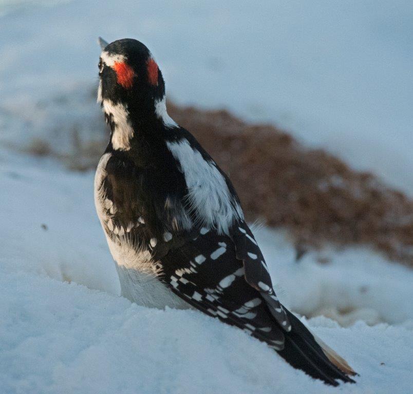 Hairy woodpecker male with black line