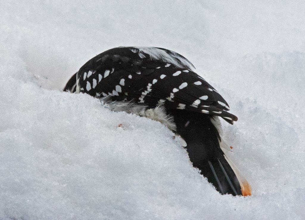 Hairy woodpecker finding suet