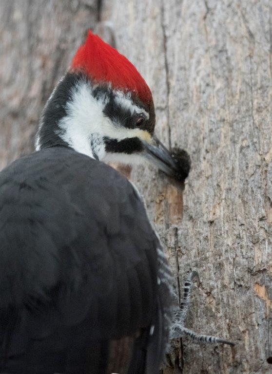 Pileated woodpecker probing