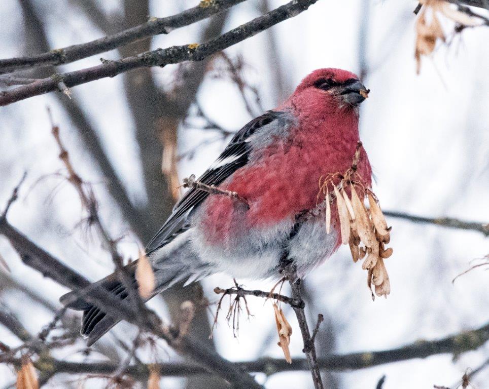 Pine grosbeak