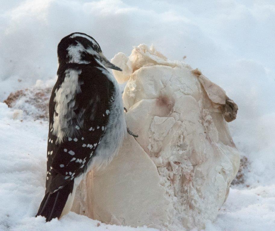 Hairy woodpecker