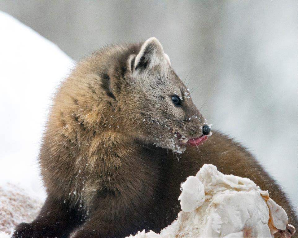 Pine marten