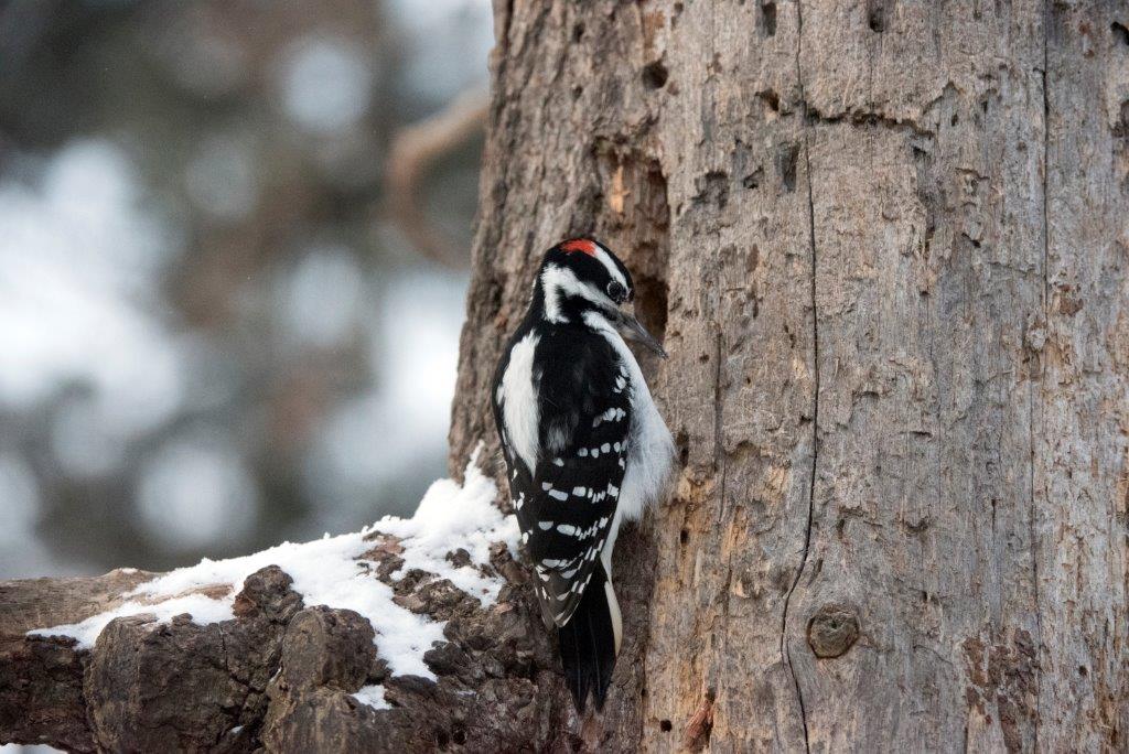 Hairy woodpecker