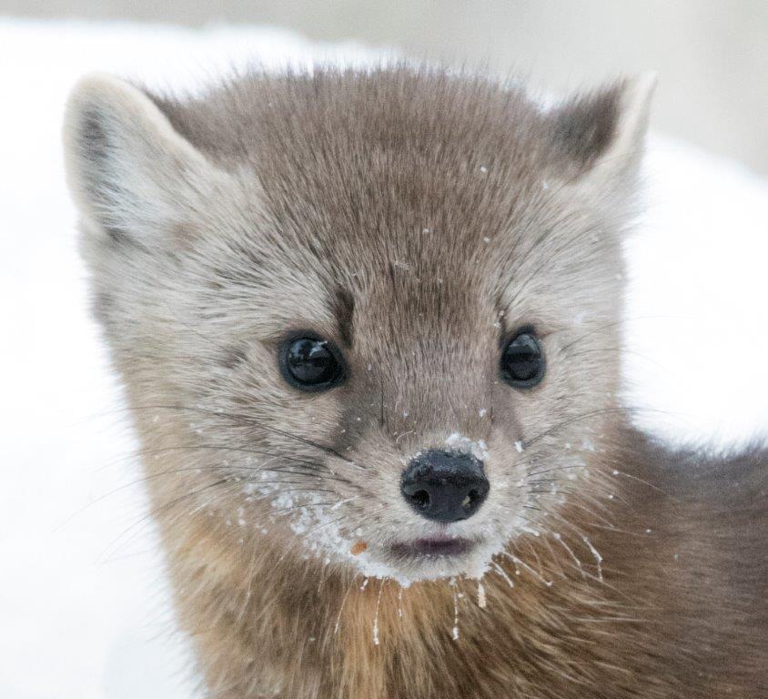 Pine marten