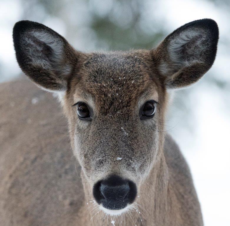 Deer face