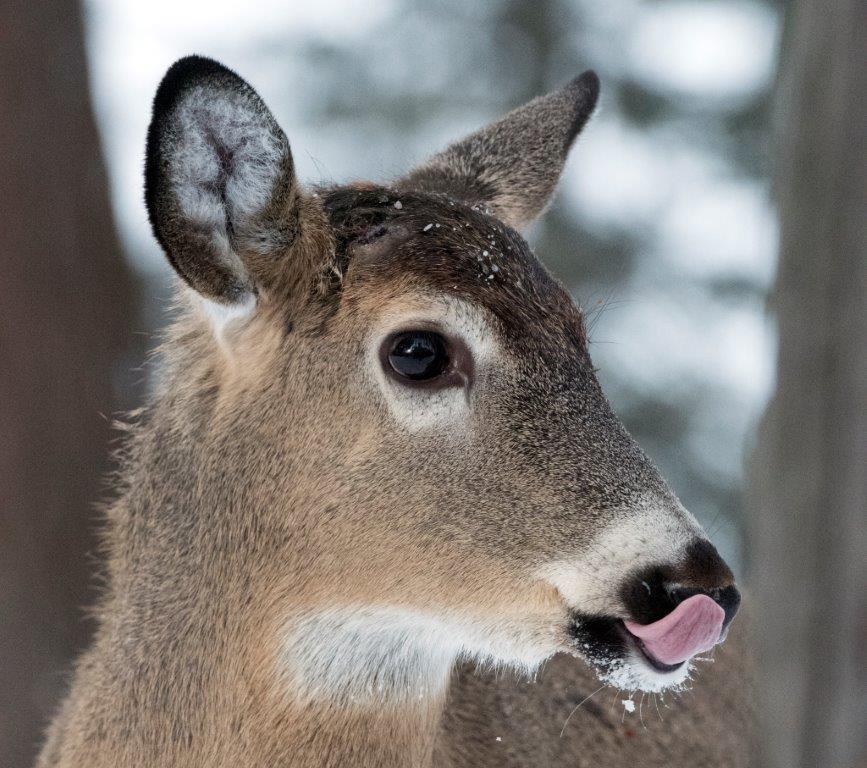 Deer licking
