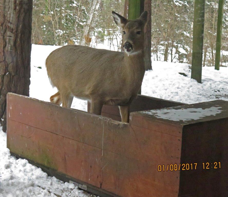 Deer on scale
