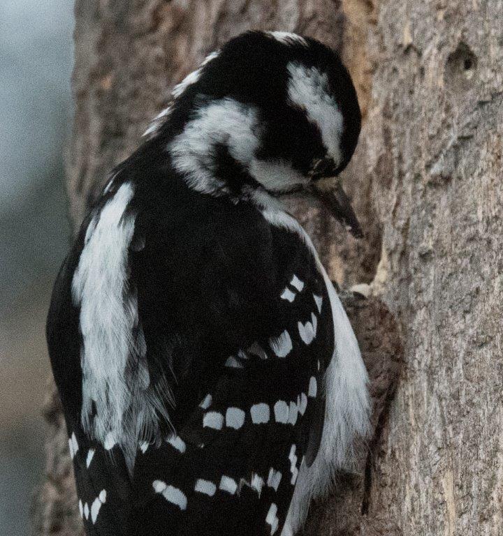 Hairy woodpecker female