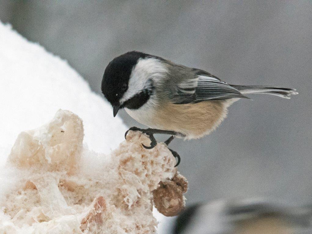 Chickadee on suet