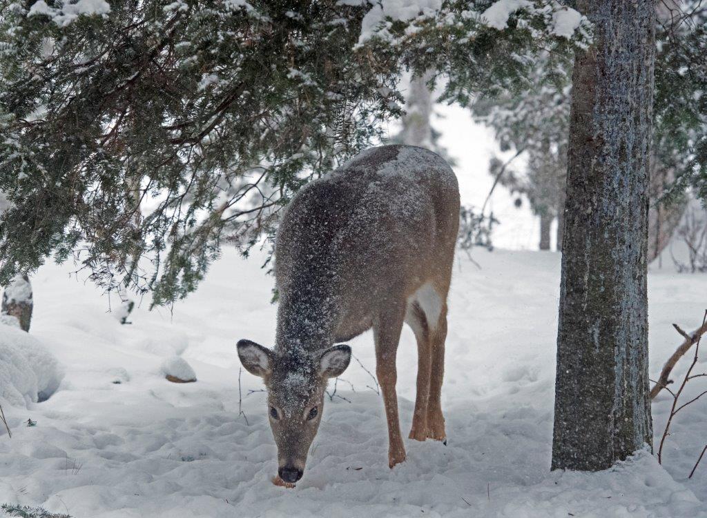 Deer in snow