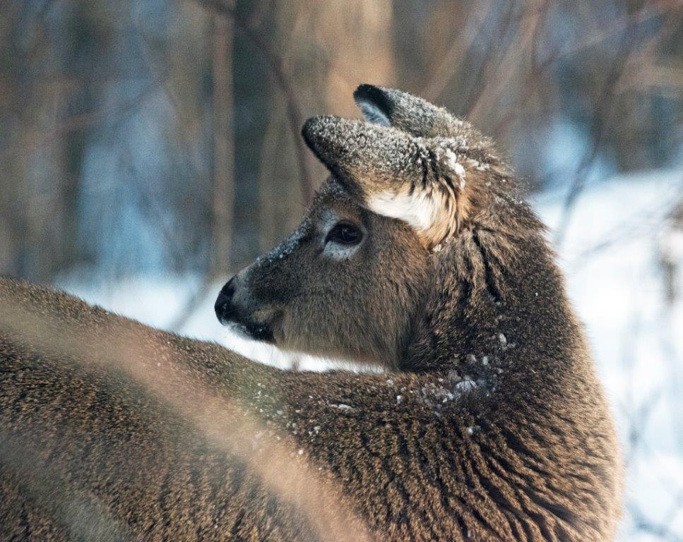 Deer