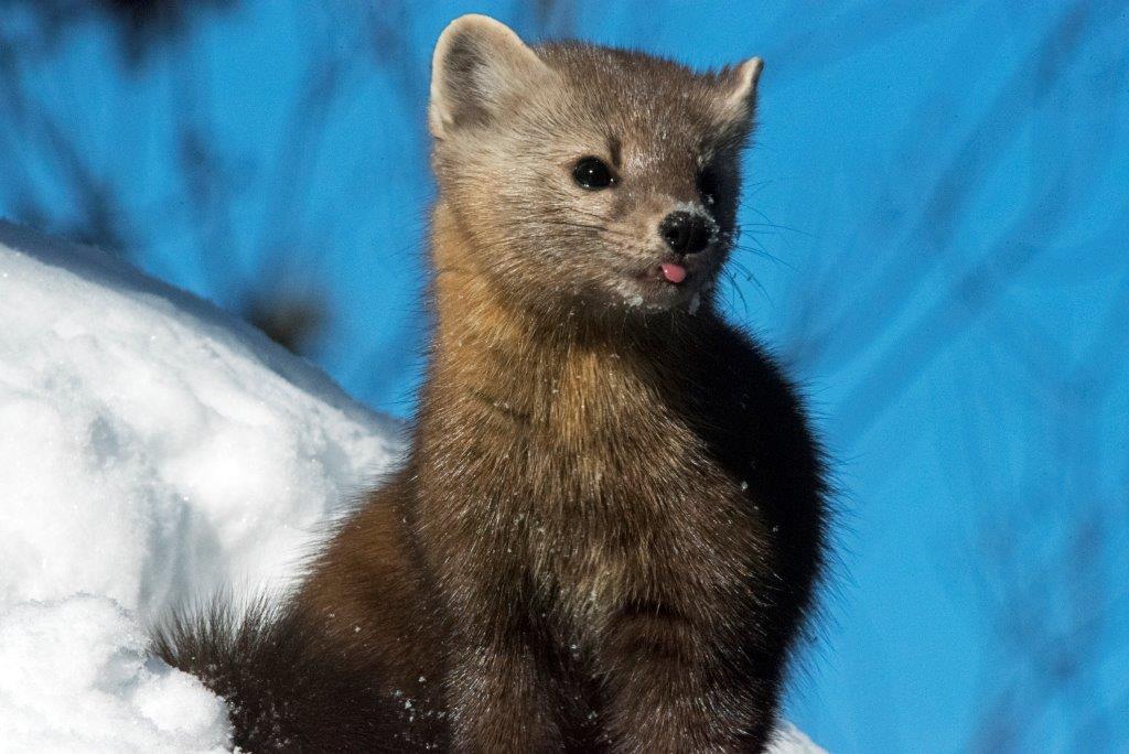 Pine marten female