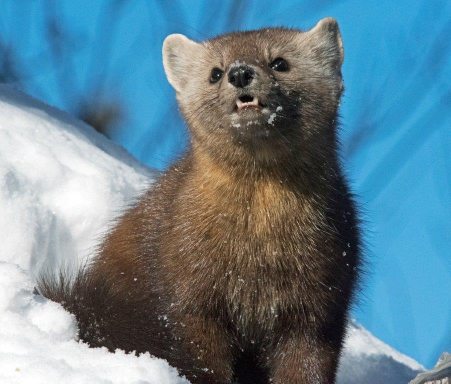 Pine marten female