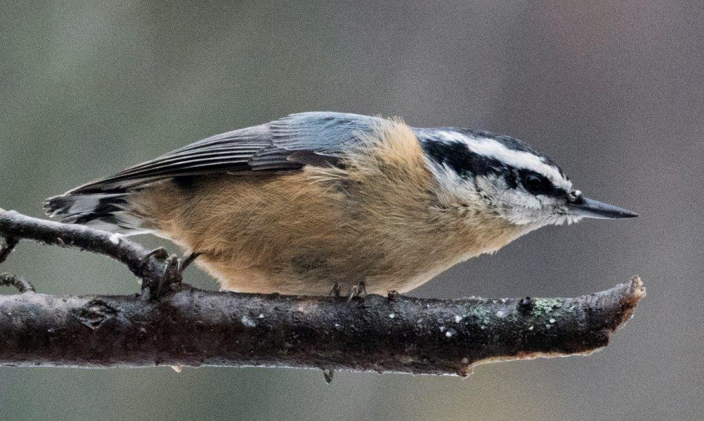 Red-breasted nuthatch