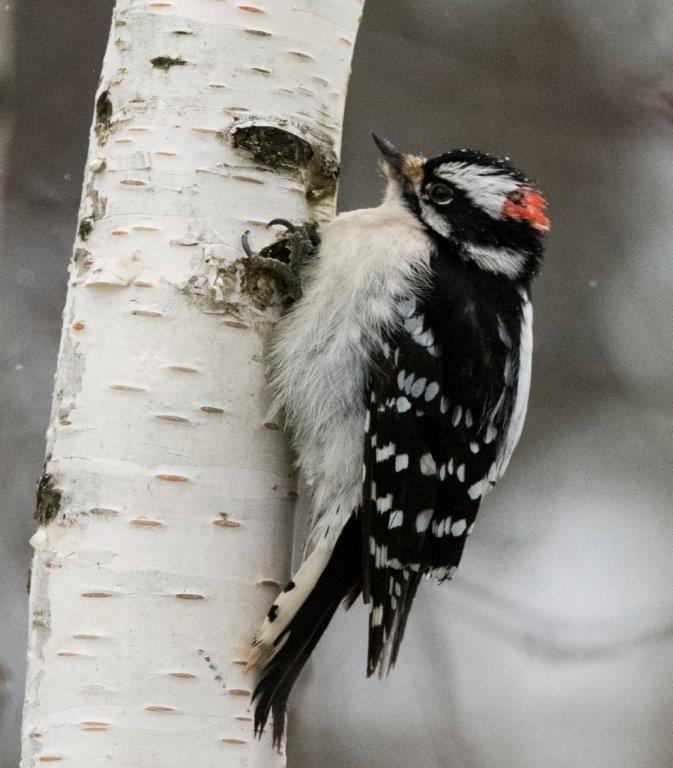 Downy woodpecker