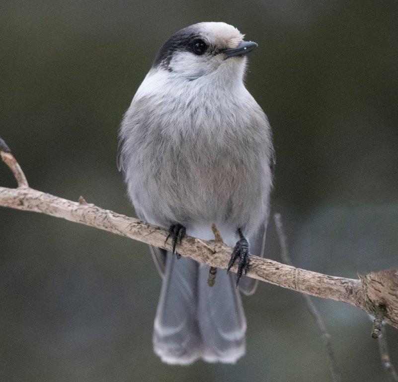 Gray jay
