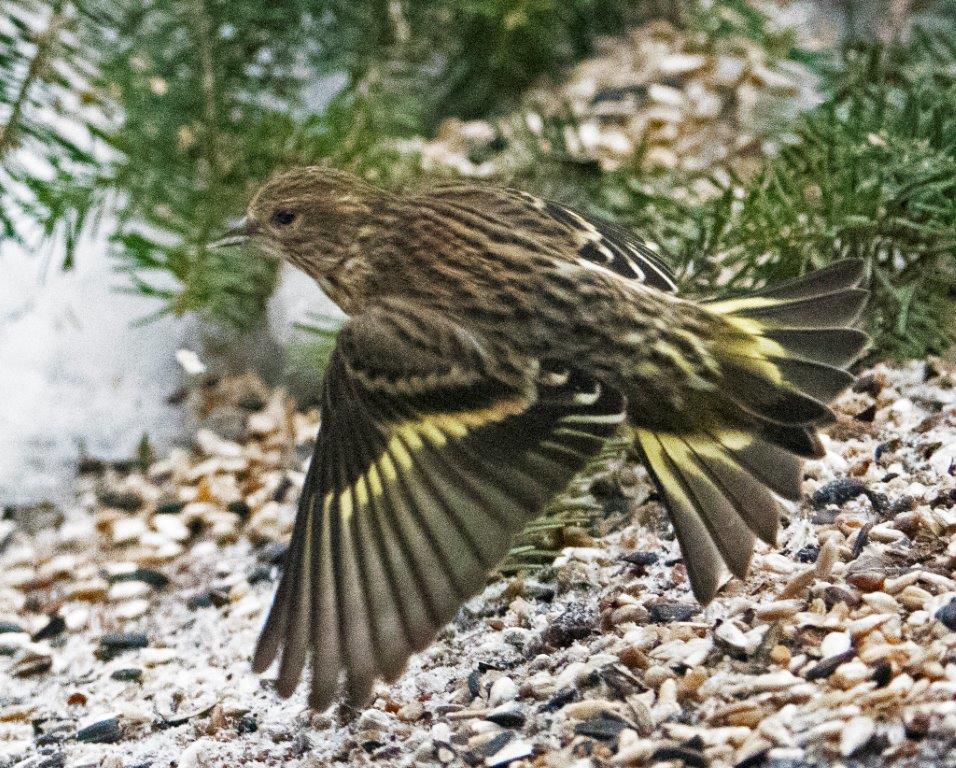 Pine siskin