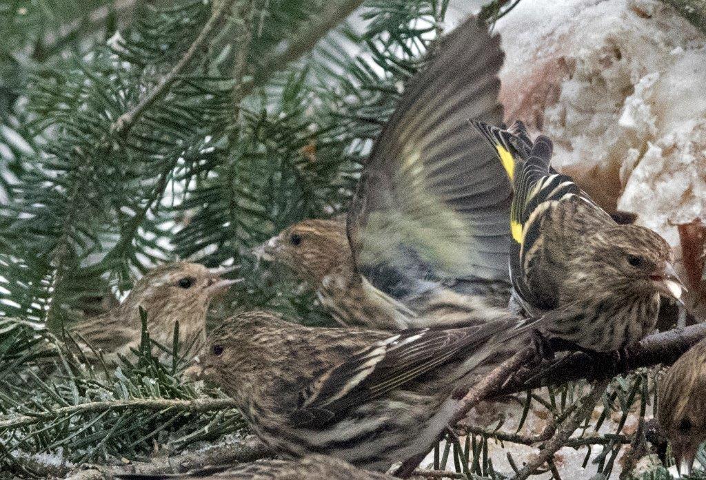 Pine siskins bickering