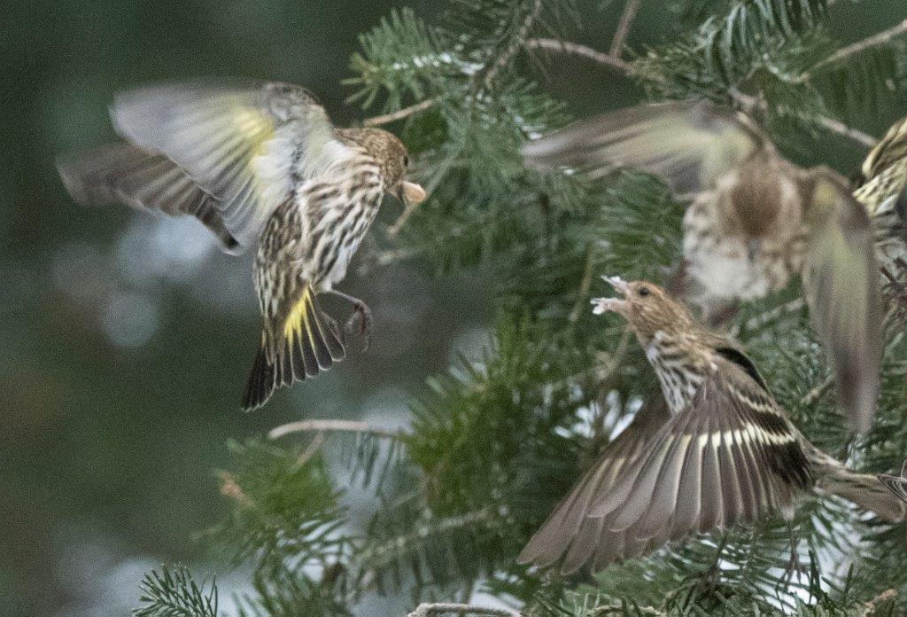 Pine siskins in flight