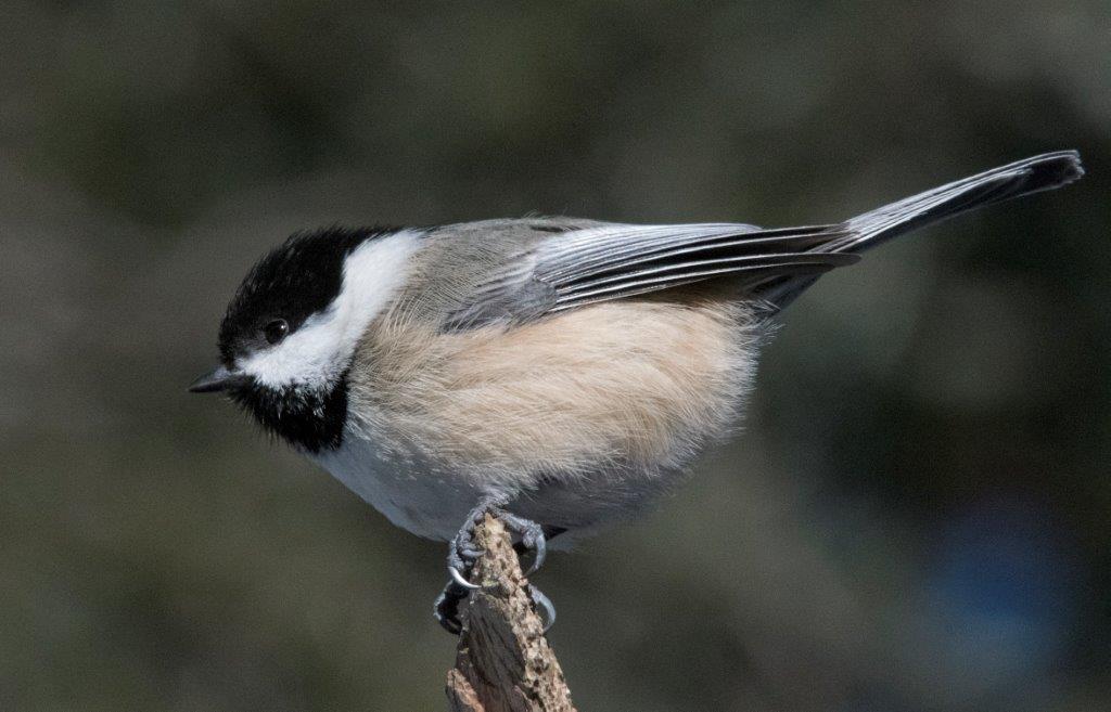 Chickadee puffed up