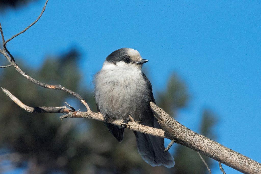Gray jay