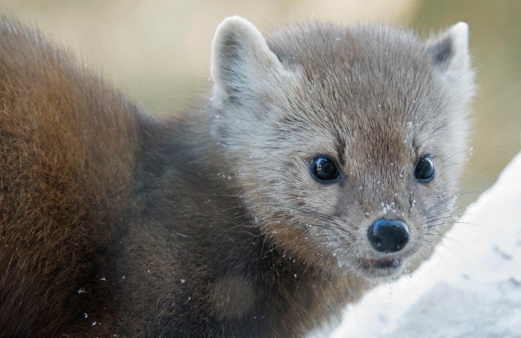 Pine marten female