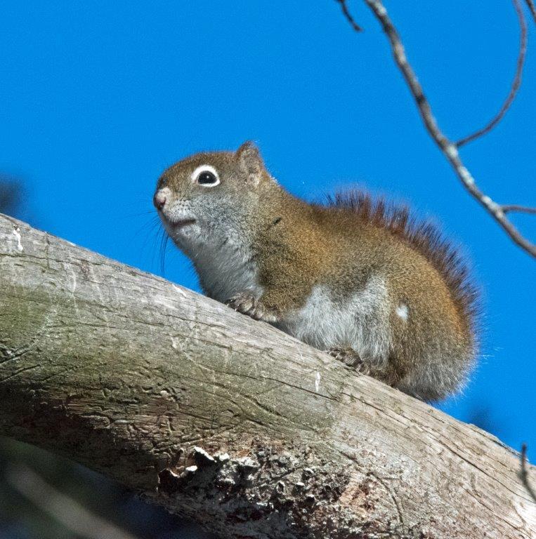 Red squirrel