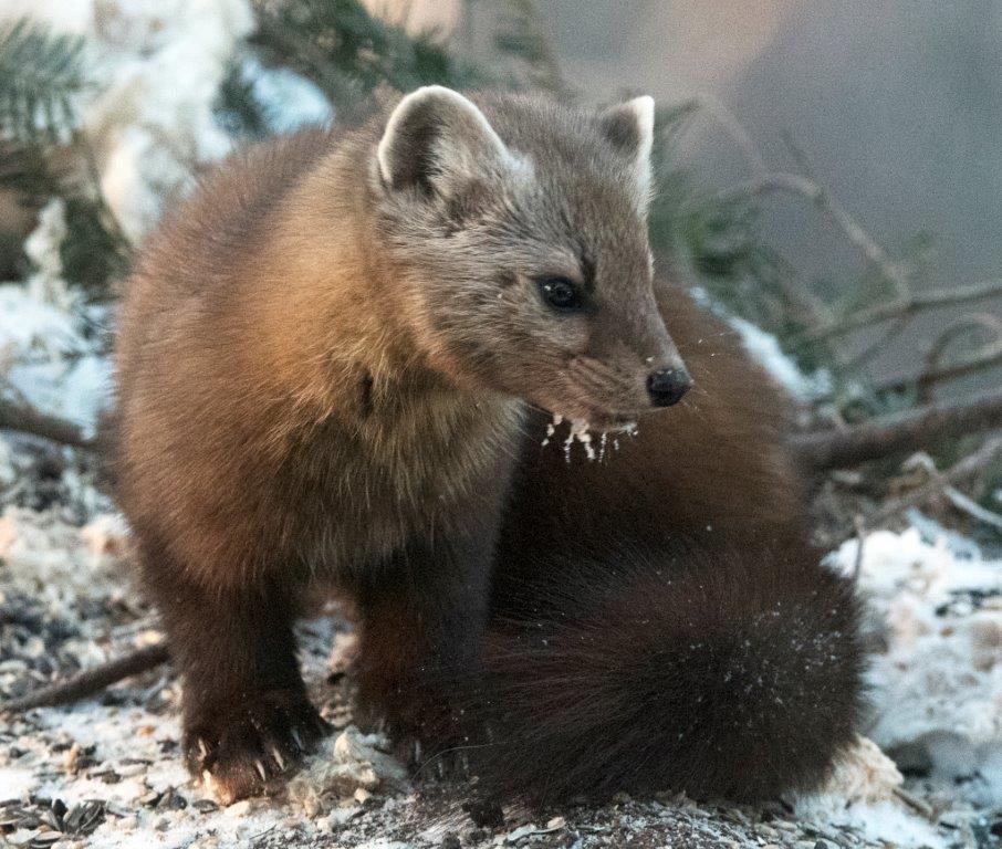 Pine marten