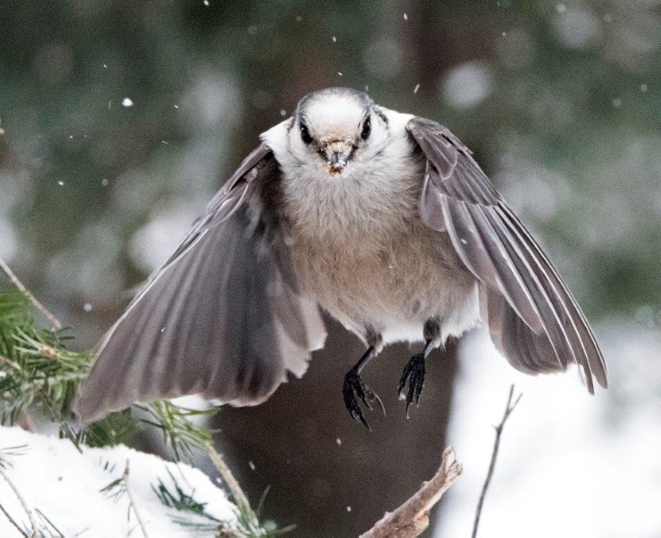 Gray jay