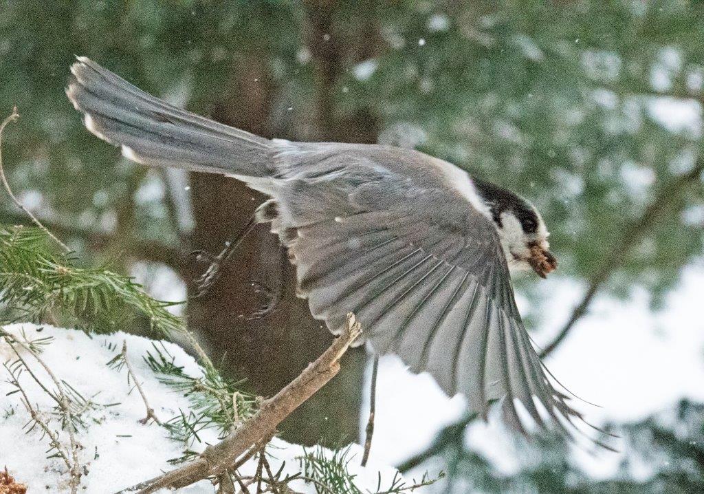 Gray jay