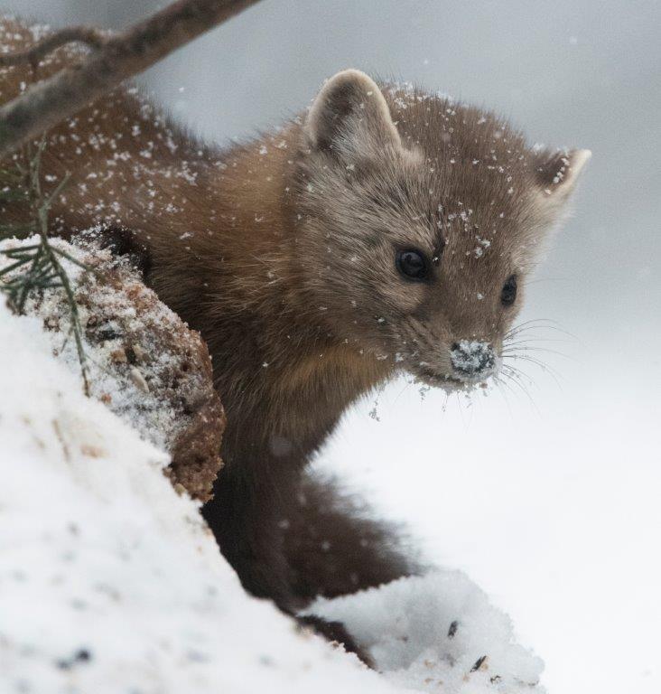 Pine marten