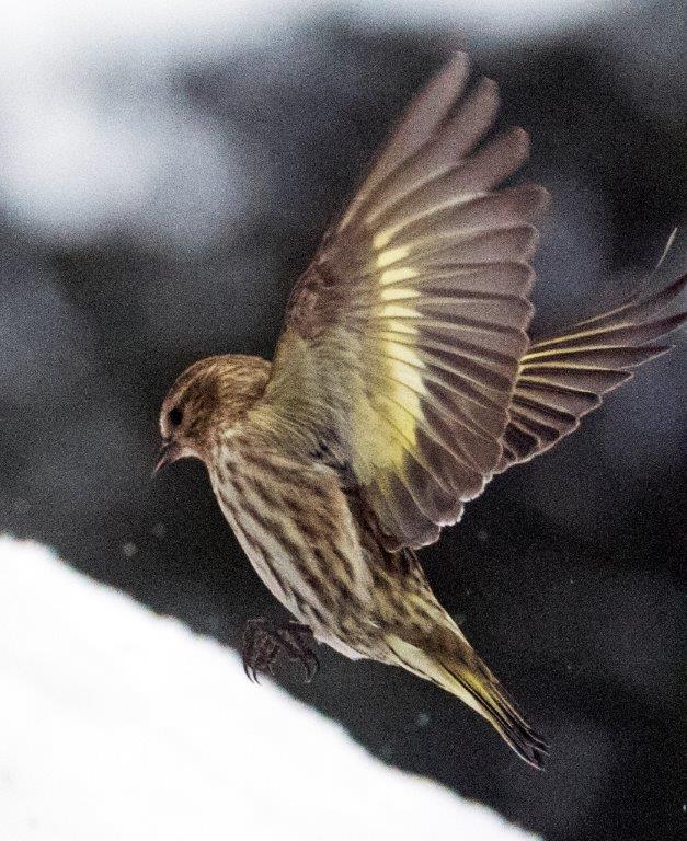 Pine siskin