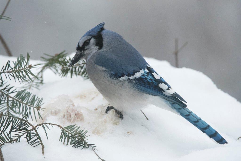 Blue jay