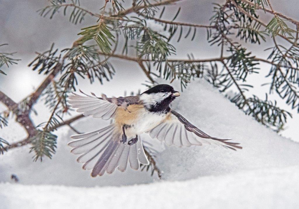 Chickadee flying
