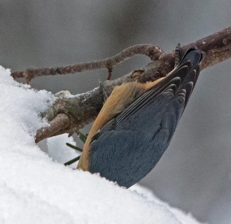 20170206 Red breasted nuthatch